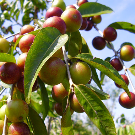 Changing Habits Nature's Vitamin C-Camu Camu 200g