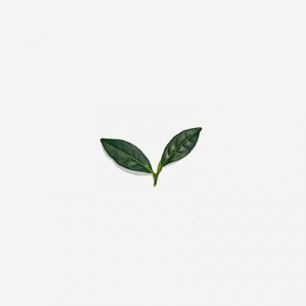 Love Tea - Green Tea