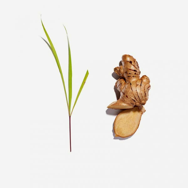 Love Tea - Lemongrass + Ginger